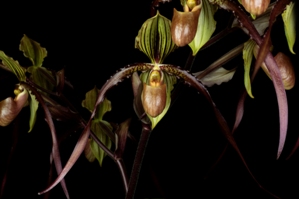 Paphiopedilum Shin-Yi Dragon Huntington's Pride AM/AOS 87 pts.